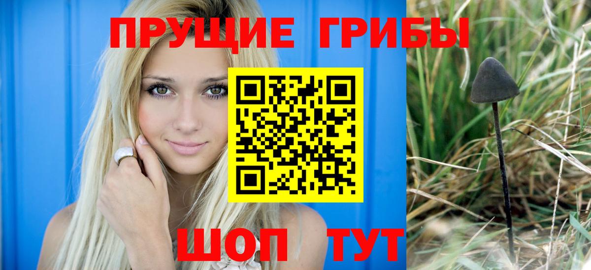 Галлюциногенные грибы Psilocybine cubensis Костомукша